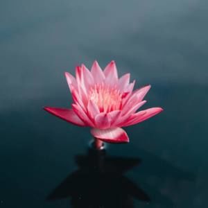 Meet your Posher, Laila